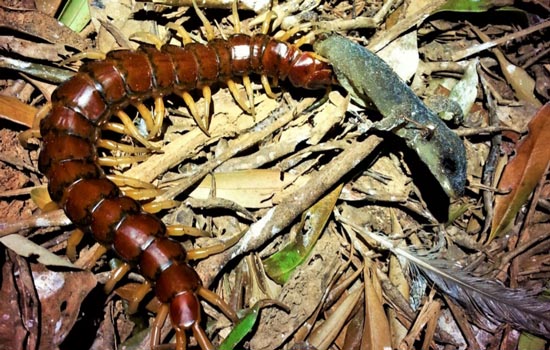 Phillip Island Centipede consuming a scavenged Günther’s Island Gecko
