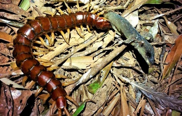<p>Phillip Island Centipede consuming a scavenged Günther’s Island Gecko</p>