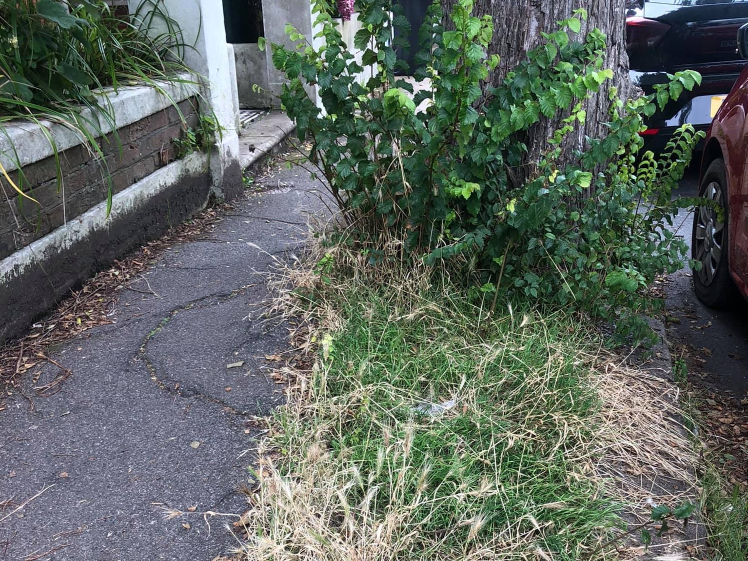 Weeds have overrun Brighton and Hove, critics say