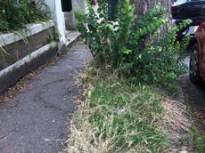 Brighton divided as pesticide ban leads to ‘dangerous’ weeds