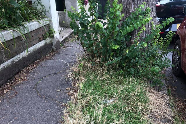 <p>Weeds have overrun Brighton and Hove, critics say</p>