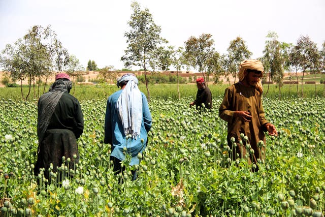 <p>Afghan farmers harvest opium sap from a poppy field in the Gereshk district of Helmand province</p>