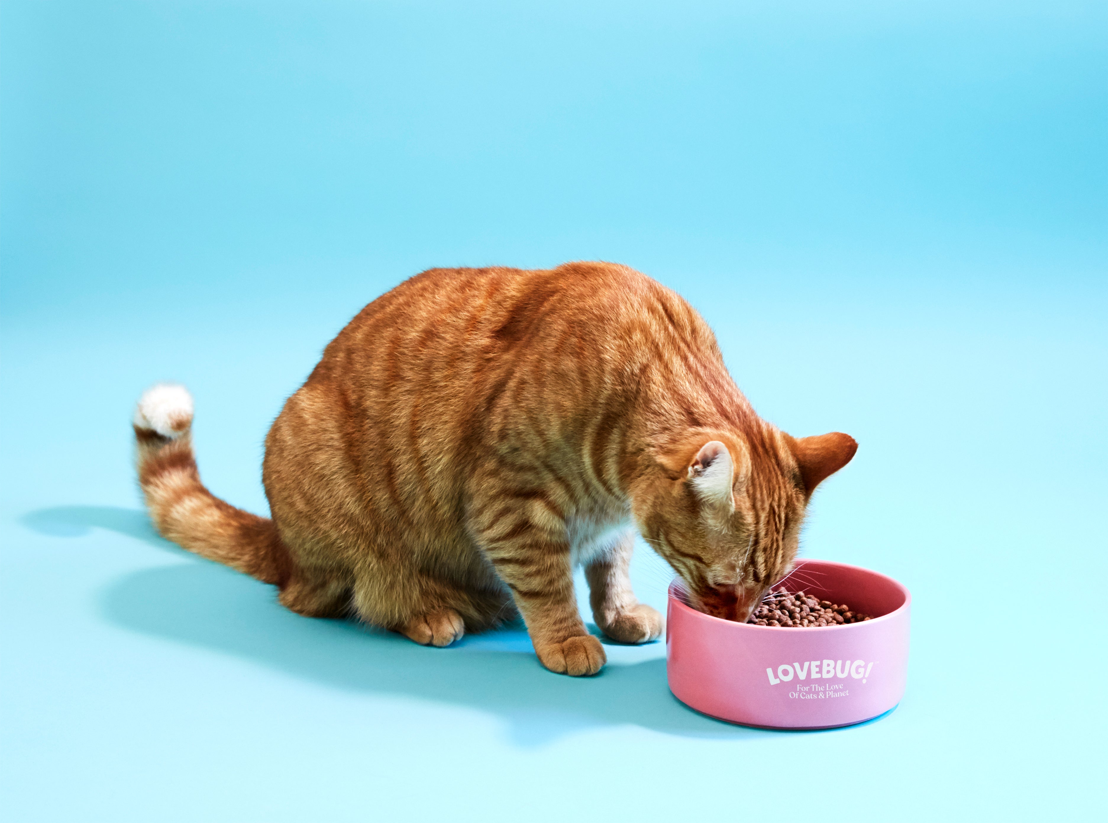 Lovebug catfood is climate friendly and the packaging is recyclable and plastic-free