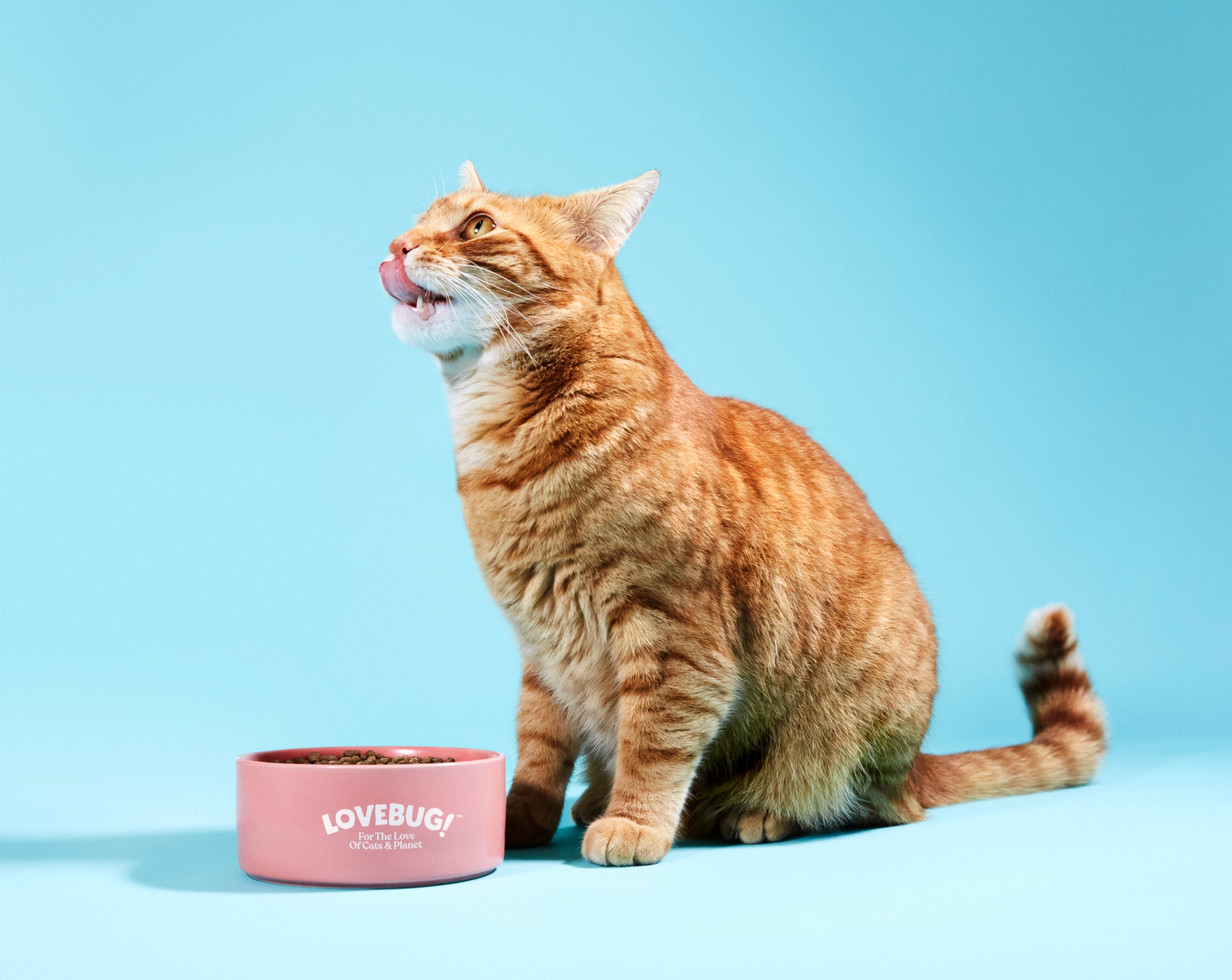 <p>Catfood Lovebug is from larvae farmed and fed on food waste </p>