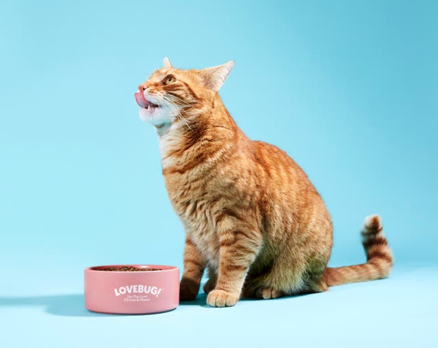 Cats Latest News Breaking Stories And Comment The Independent