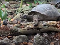 Giant tortoise filmed hunting and killing bird in ‘horrifying’ footage