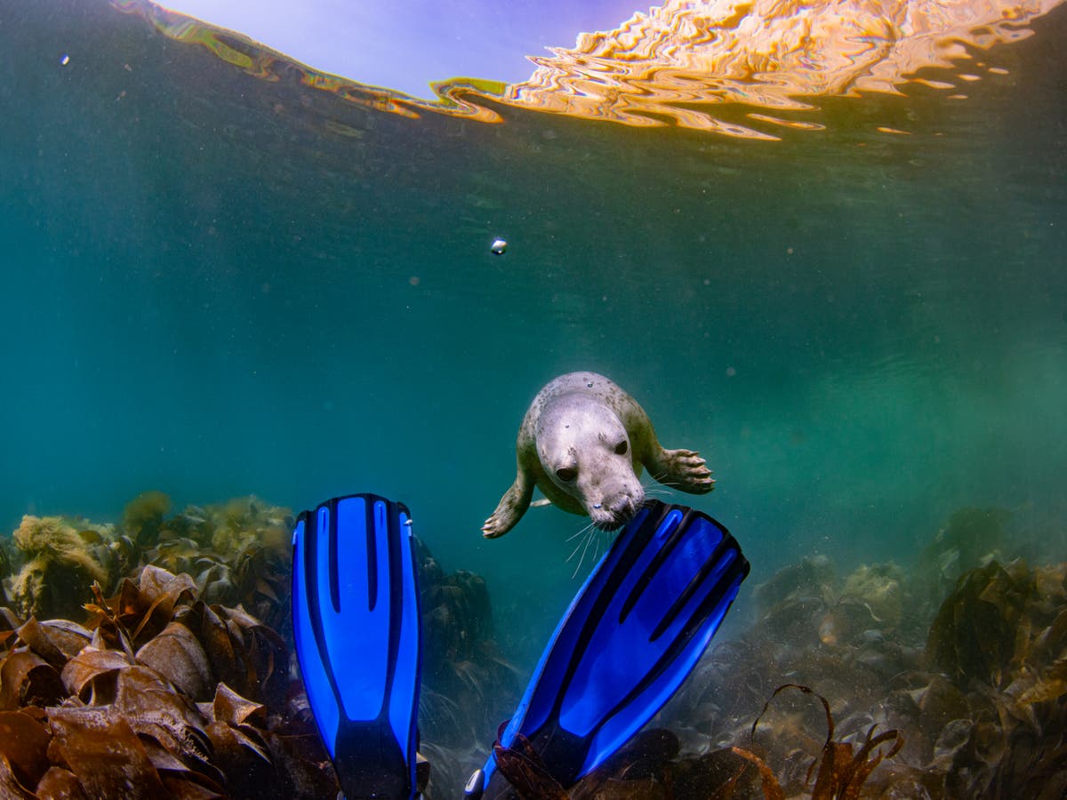 Scuba diving with the seals of Lundy Island