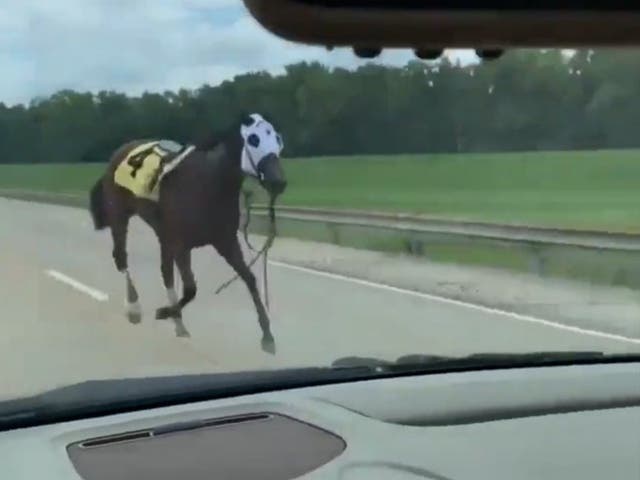 <p>Racehorse Bold and Bossy running down a Kentucky highway after throwing her rider</p>