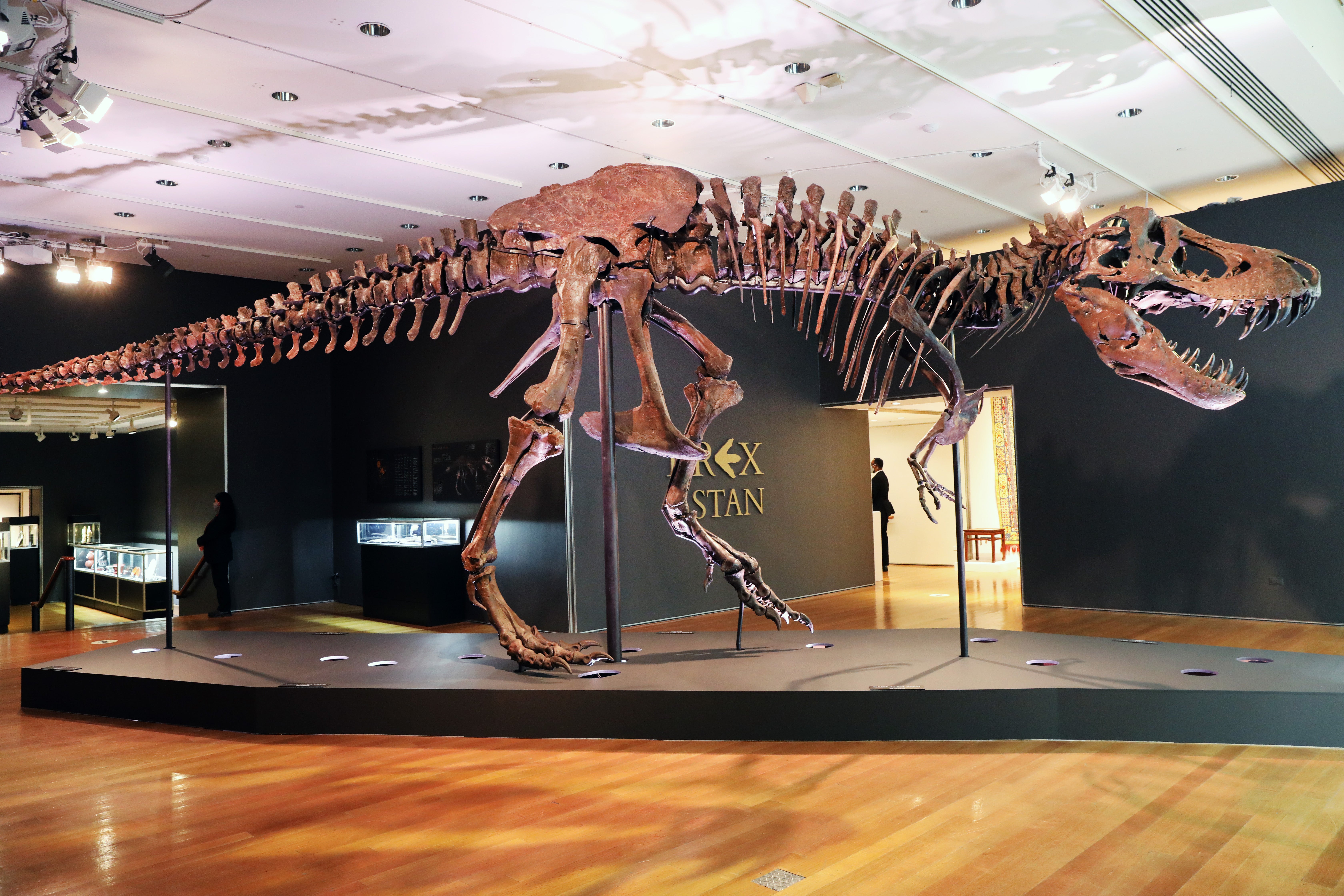 Tyrannosaurus Rex dinosaur fossil skeleton is displayed in a gallery at Christie’s auction house on September 17, 2020 in New York City