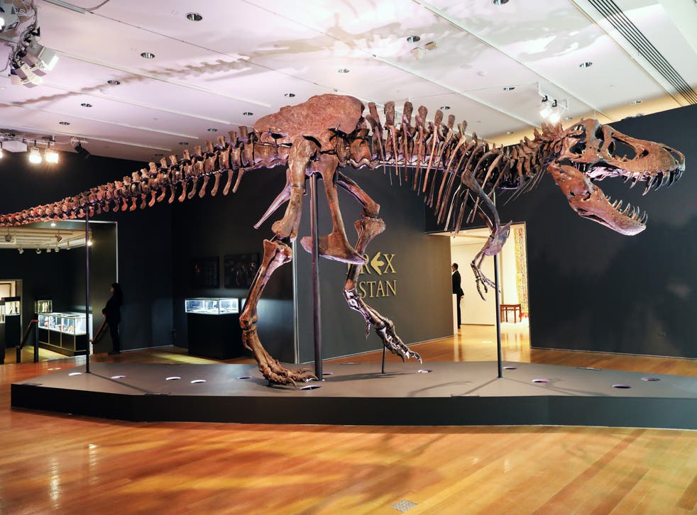 <p>Tyrannosaurus Rex dinosaur fossil skeleton is displayed in a gallery at Christie’s auction house on September 17, 2020 in New York City</p>