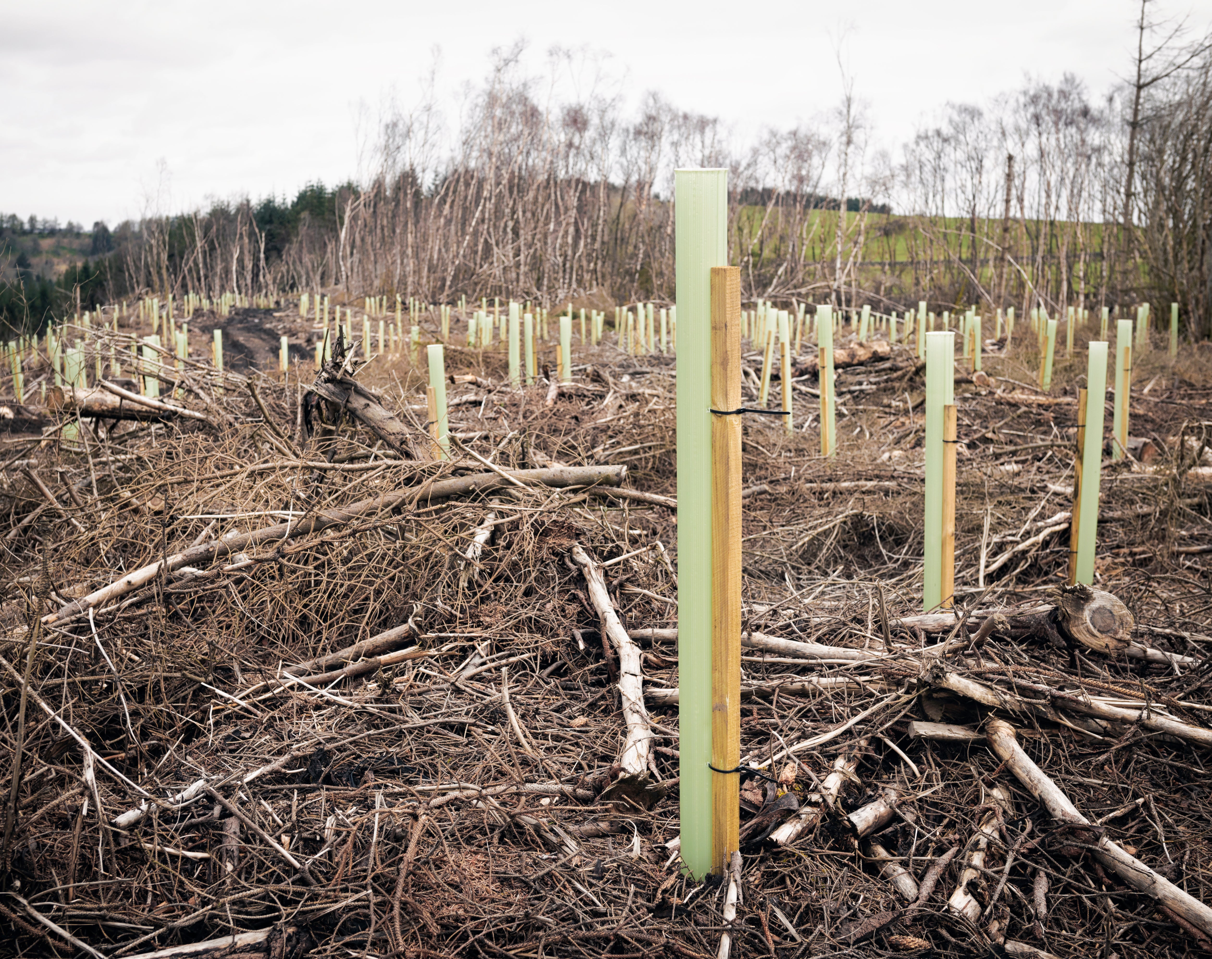 Restoring and increasing forest cover is an opportunity to reduce emissions, the researchers said