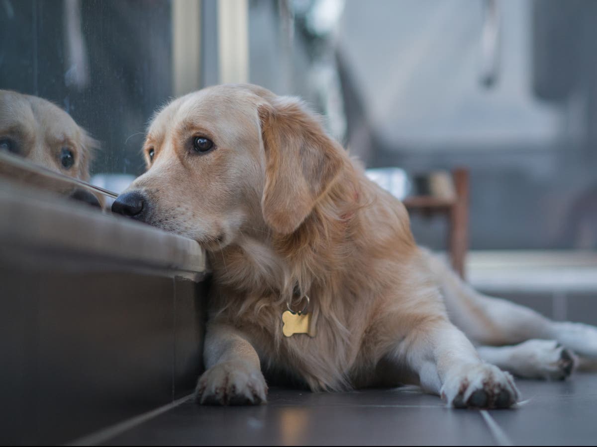 ‘The people go, the people come back’: How to help your dog adjust as you return to the office