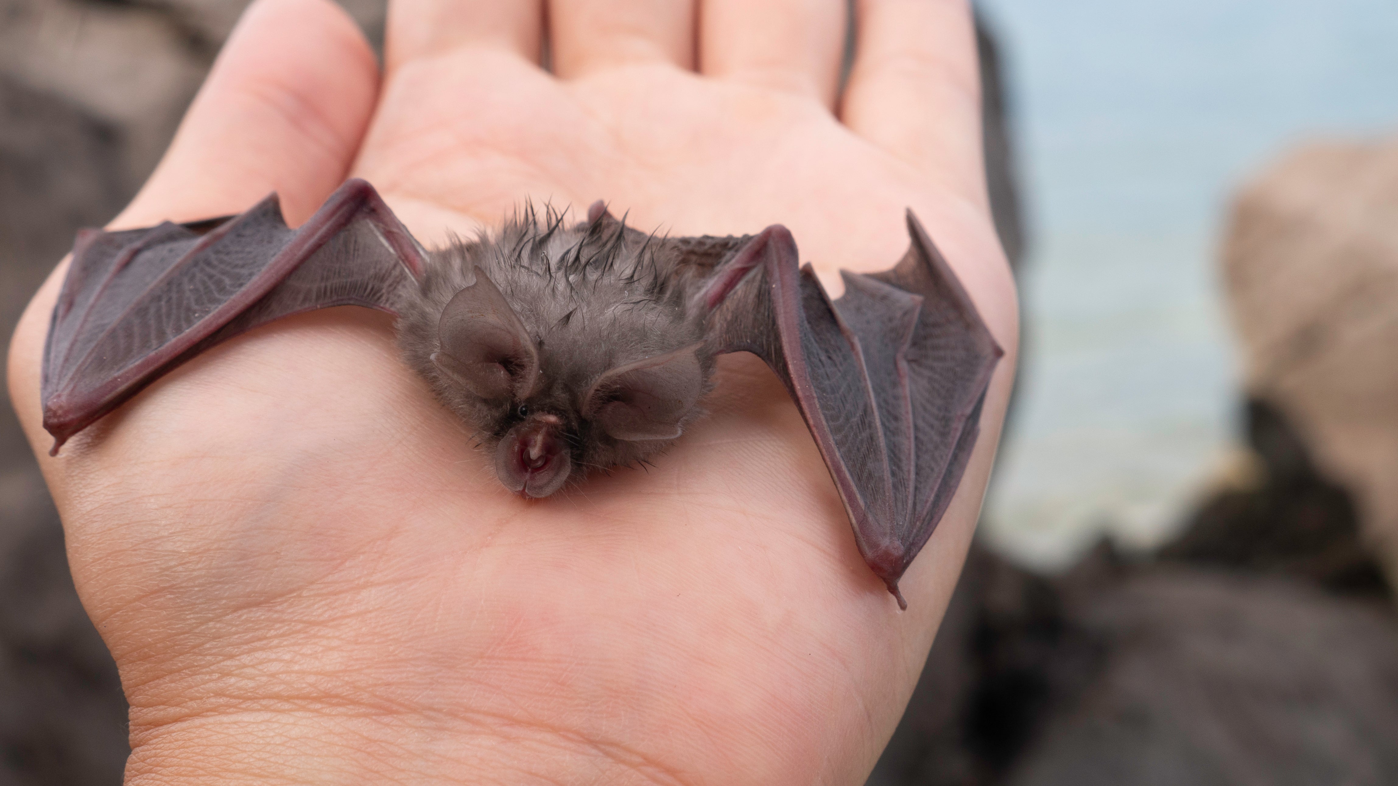 The young bats’ songs are not sung at the high frequencies their elders use for echolocation