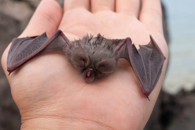 <p>The young bats’ songs are not sung at the high frequencies their elders use for echolocation</p>
