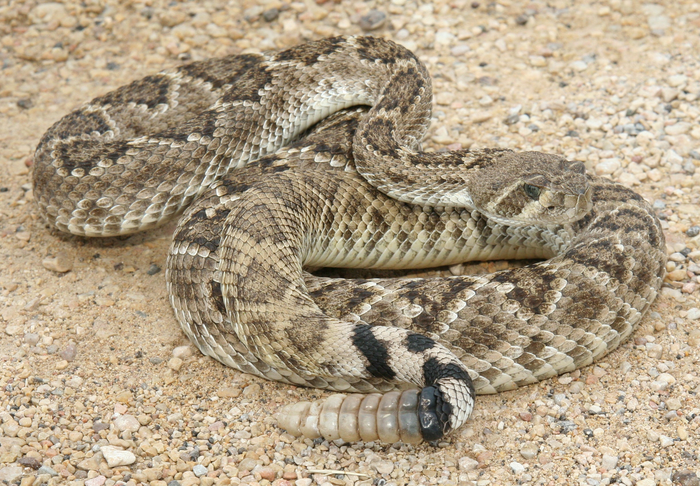 The Western diamondback rattlesnake’s acoustic warnings are like a car’s backup beeper