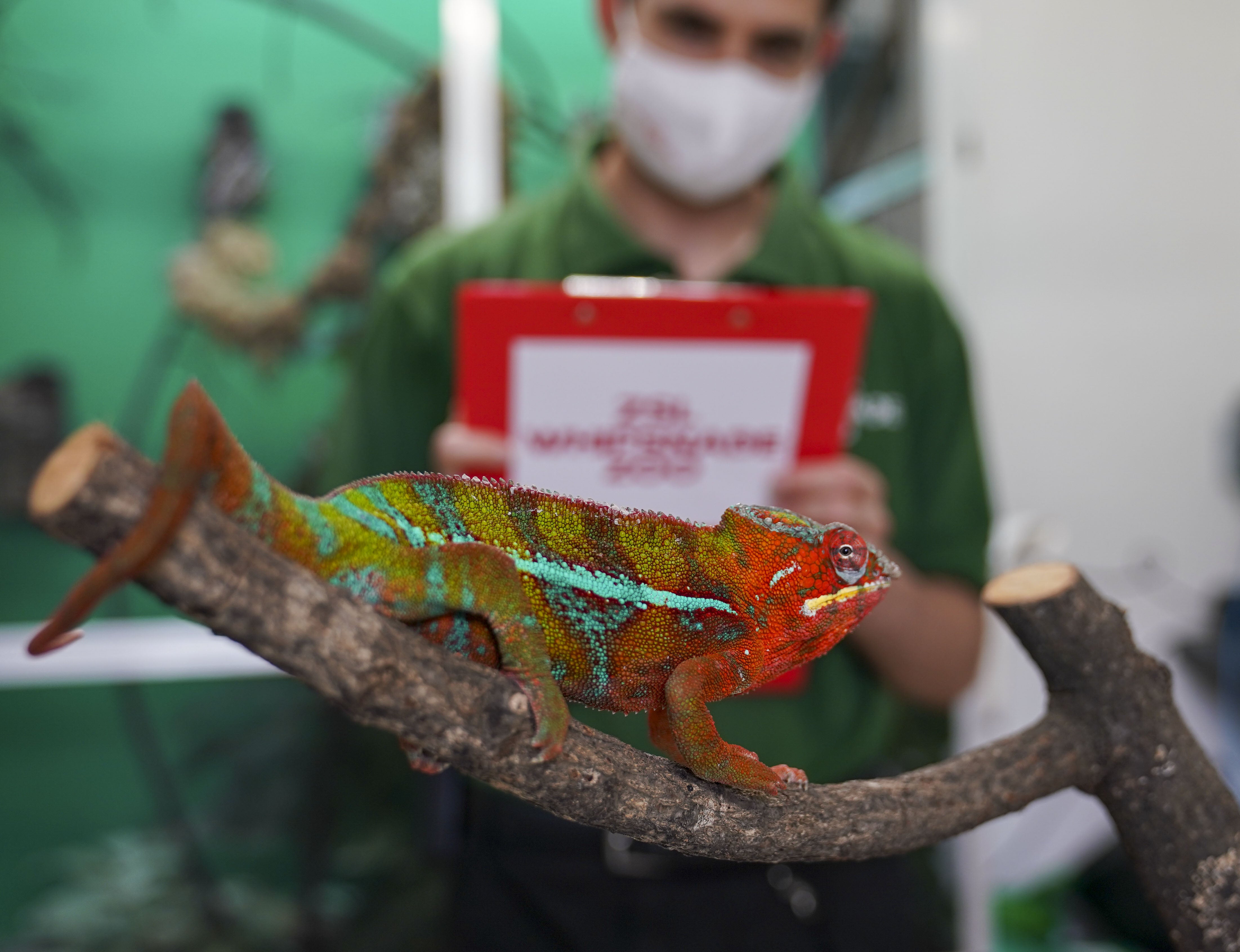A panther chameleon relaxing at a comfortable temperature. Cells from the species are now being held at -196C