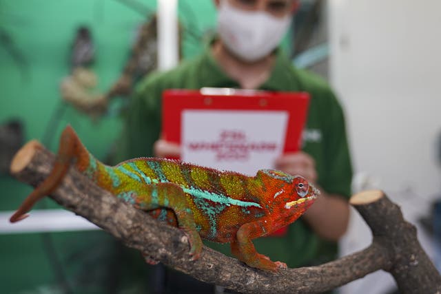 <p>A panther chameleon relaxing at a comfortable temperature. Cells from the species are now being held at -196C </p>