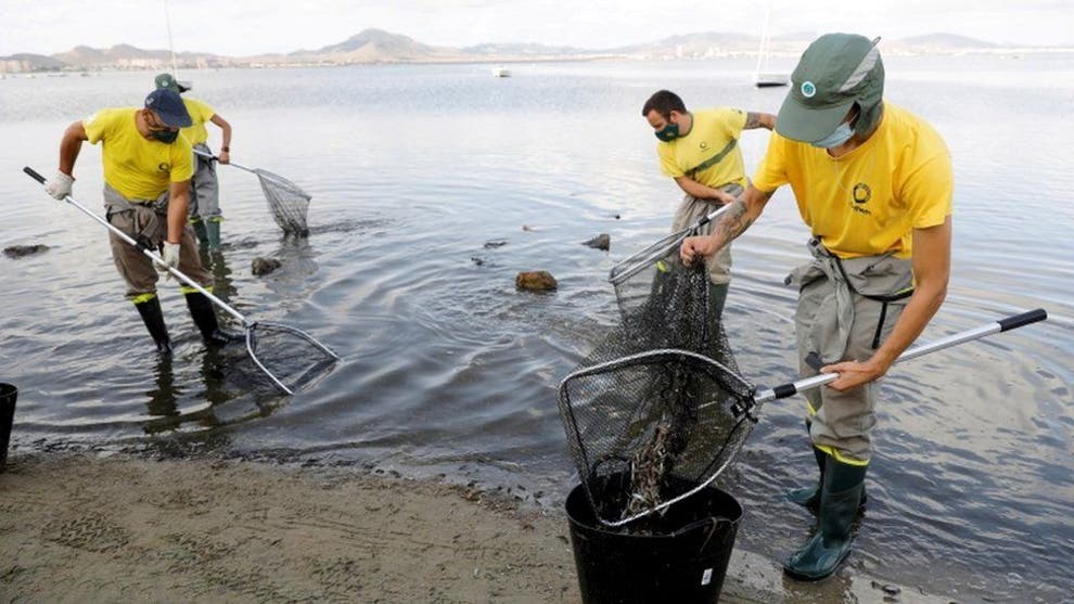 Disaster Area Considered As Tonnes Of Dead Fish Wash Up Shores Of Spanish Lagoon The Independent