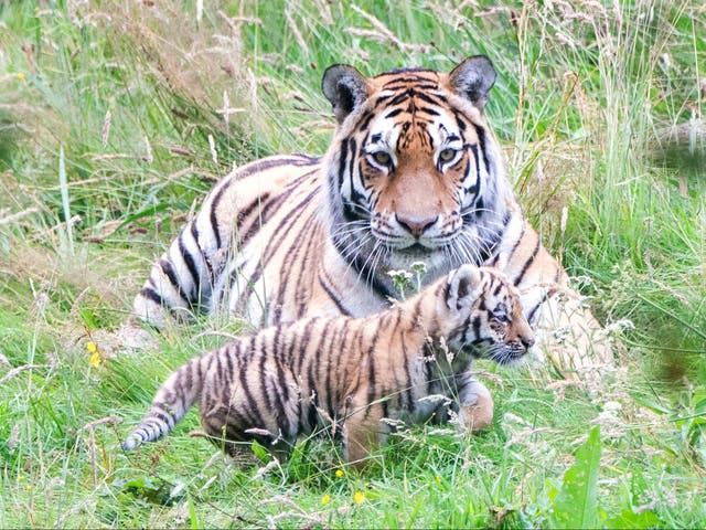 <p>There are around 700 Amur tigers left in the wild  </p>