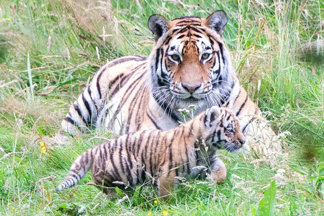 <p>There are around 700 Amur tigers left in the wild  </p>