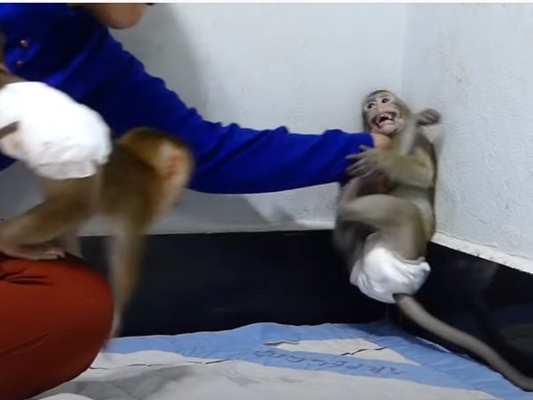 A terrified monkey is held by its neck in a corner