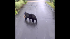 A bear was caught on video stealing package from Connecticut porch