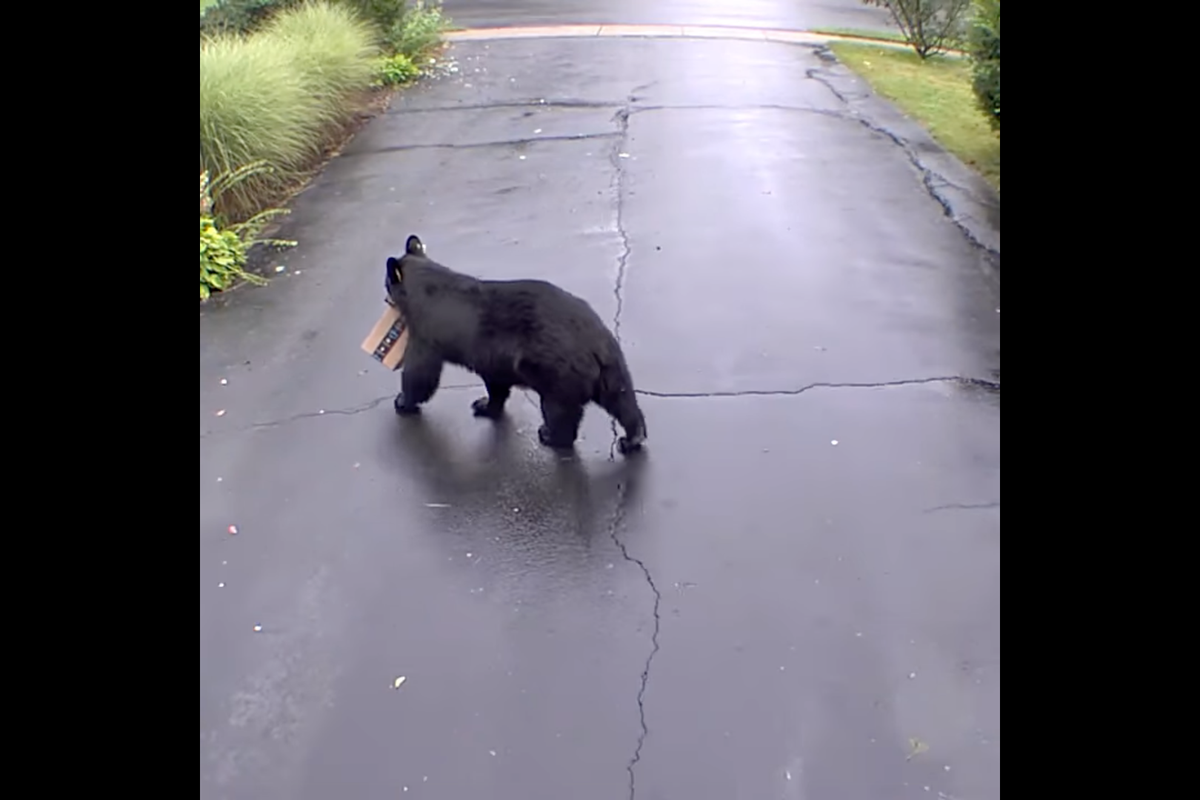 A bear was caught on video stealing package from Connecticut porch ...