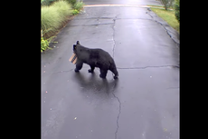 A bear was caught on video stealing package from Connecticut porch