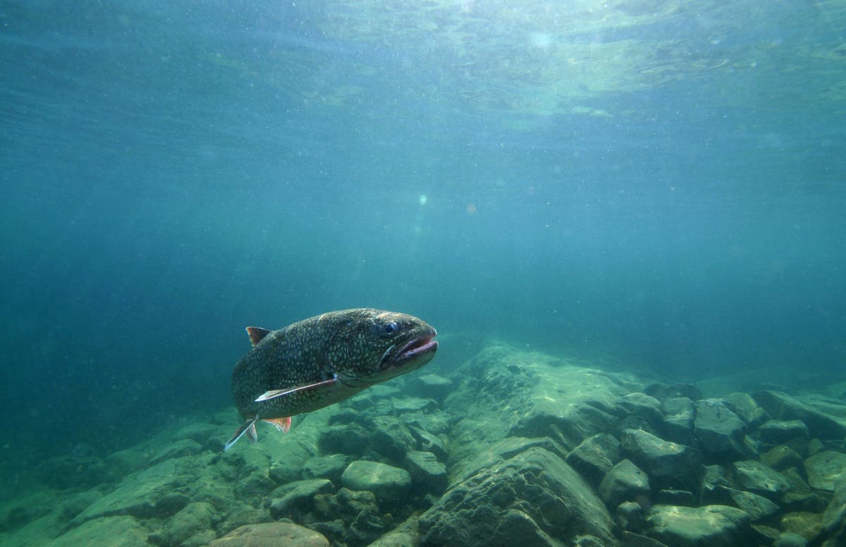 Genetic mapping boosts hopes for restoring prized lake trout