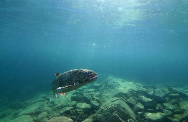 Lake Trout Genetics