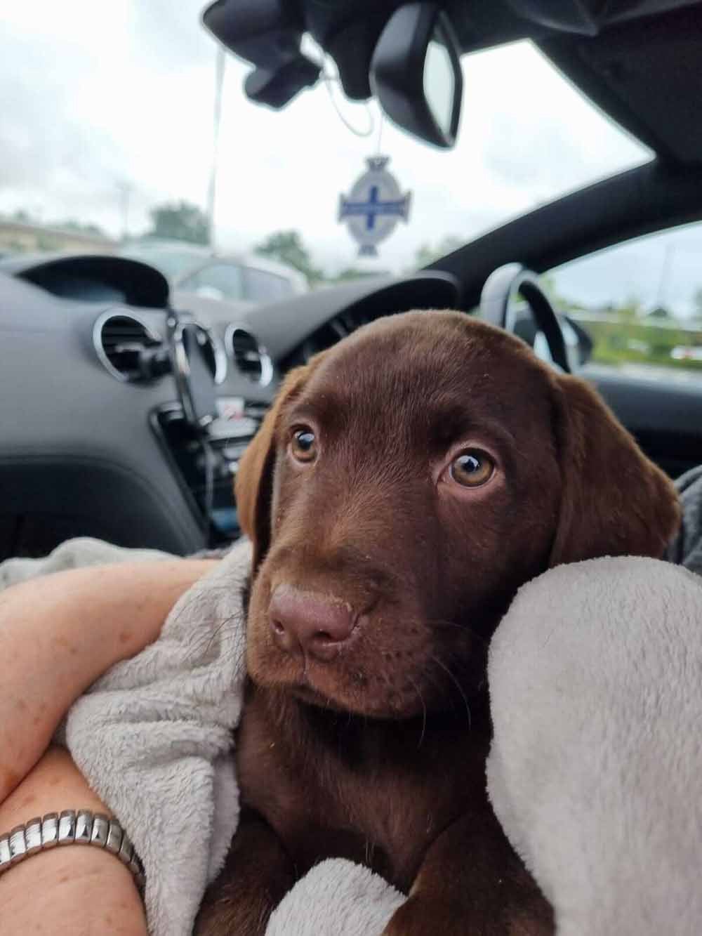 The couple have adopted a new nine week old puppy, Zebedee (Collect/PA Real Life).