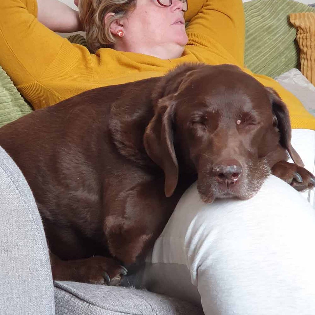 A closer look at Can Dogs Die From Eating Dark Chocolate