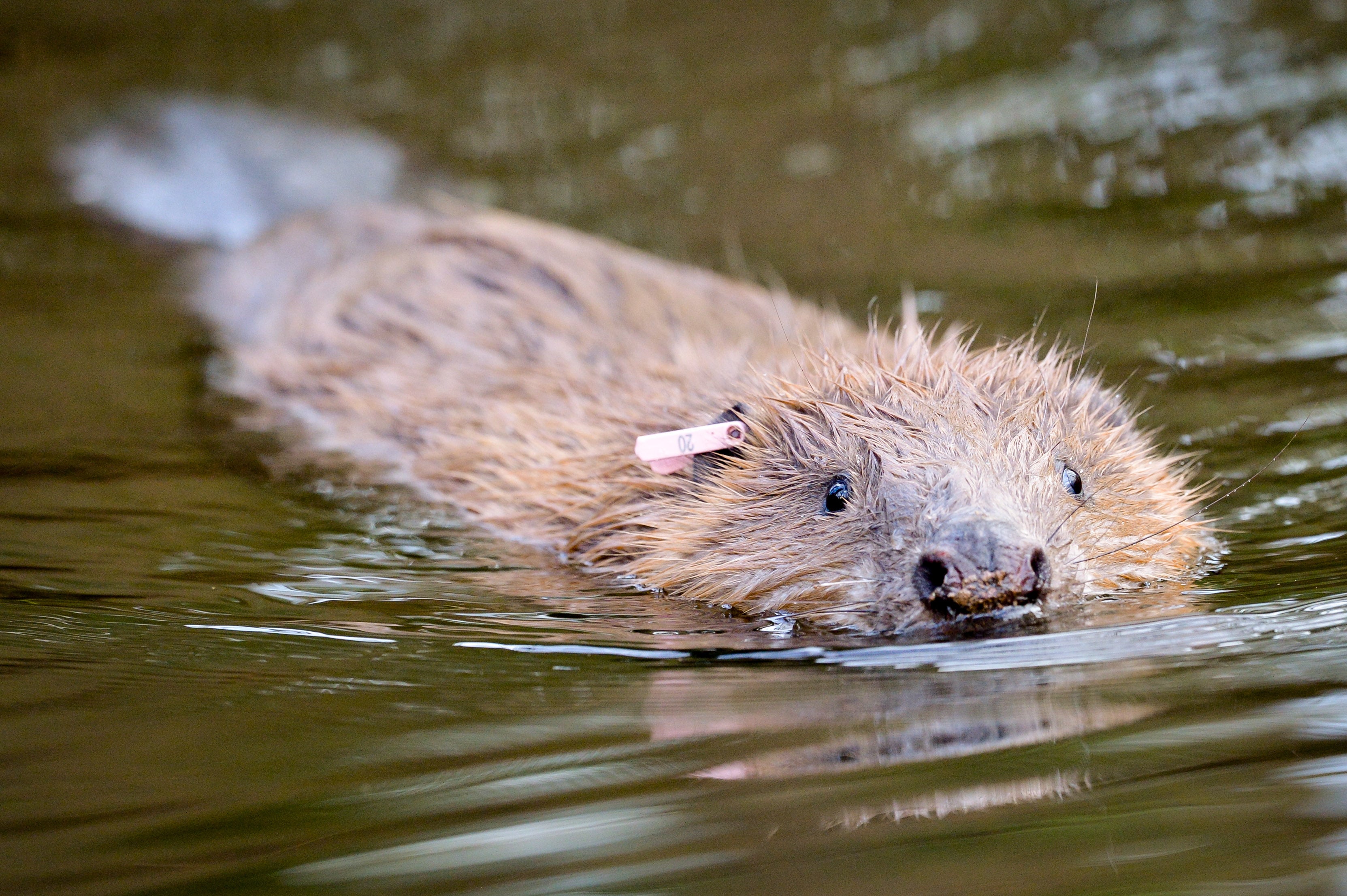 Beavers are already found in the wild on several rivers in England and in enclosures (Ben Birchall/PA)
