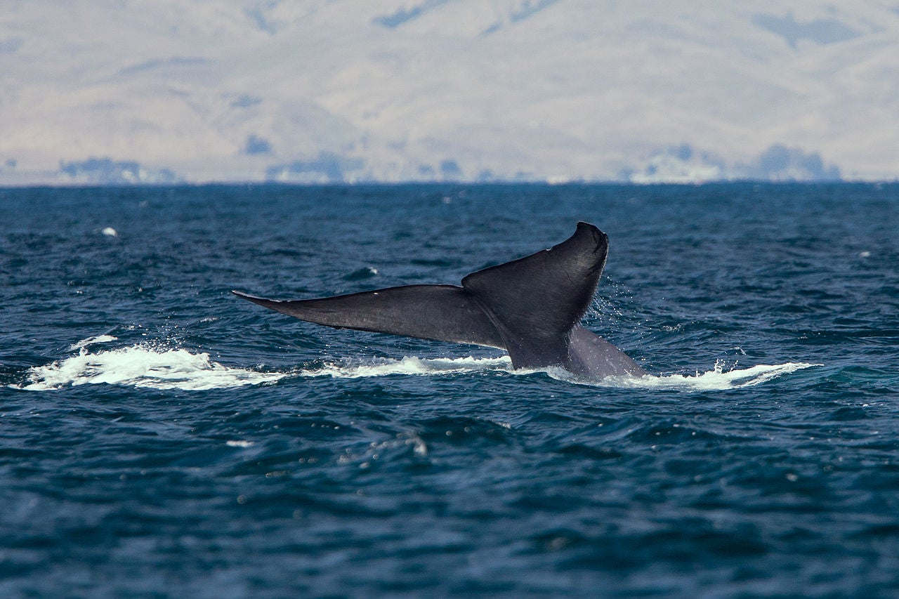 The changing climate could be a major factor in the whales’ reappearance on the Galician coast