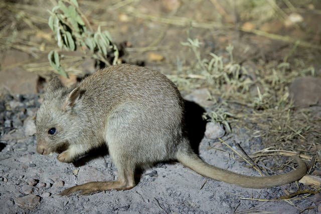 <p>Woylies were once found across 60 per cent of Australia, there are now thought to be fewer than 15,000 left</p>