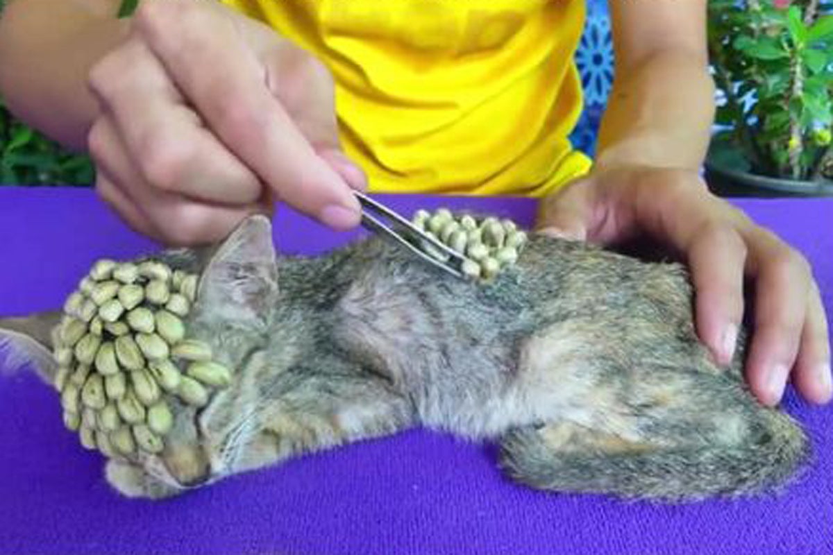 Ticks put on a cat ‘to show how to remove them’