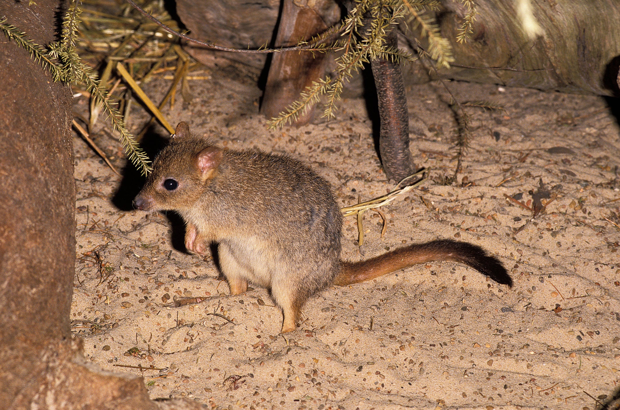 The marsupials move tonnes of earth each year while digging for food, improving soil quality