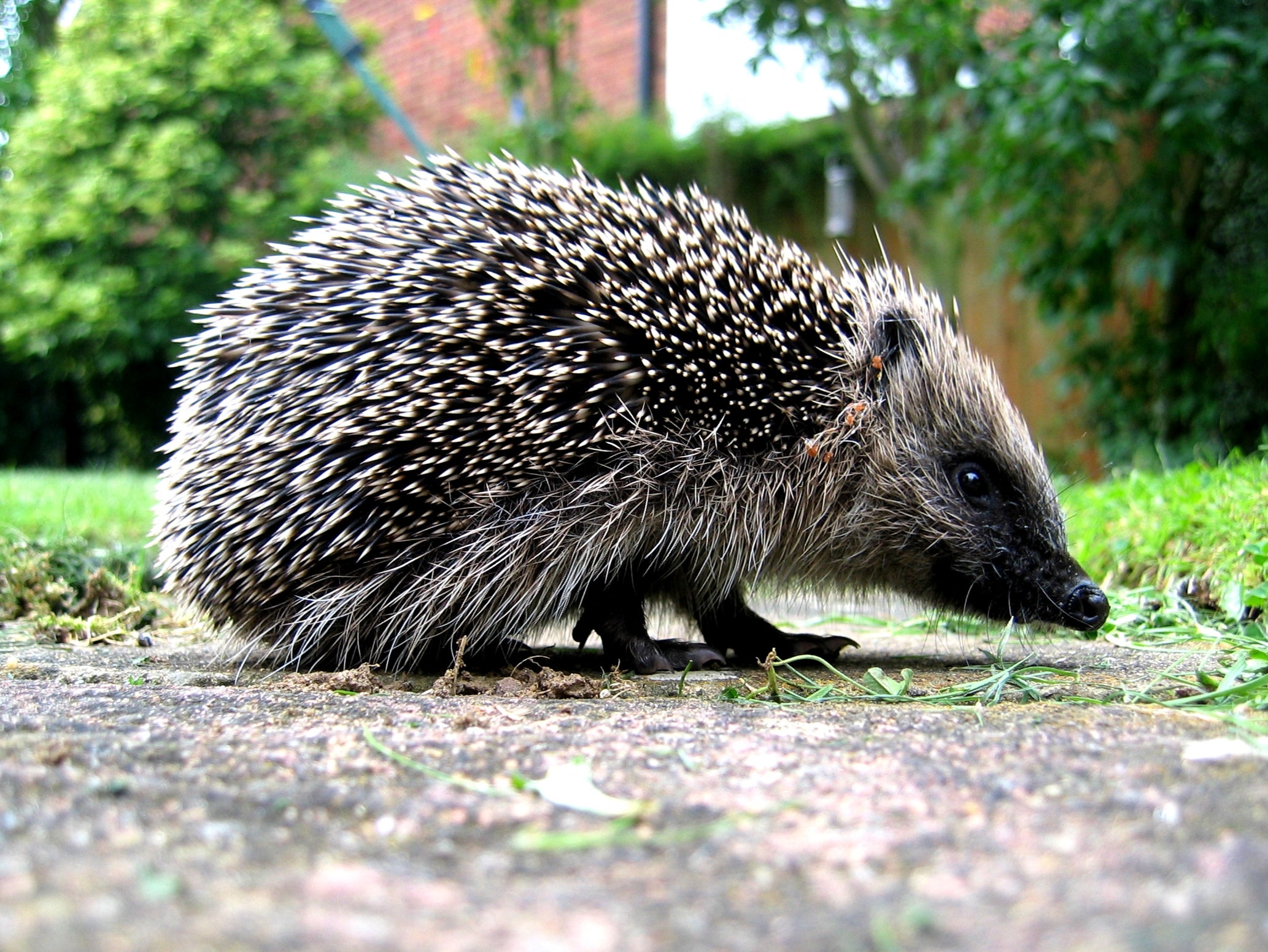 The UK’s hedgehog population has decreased since the millennium