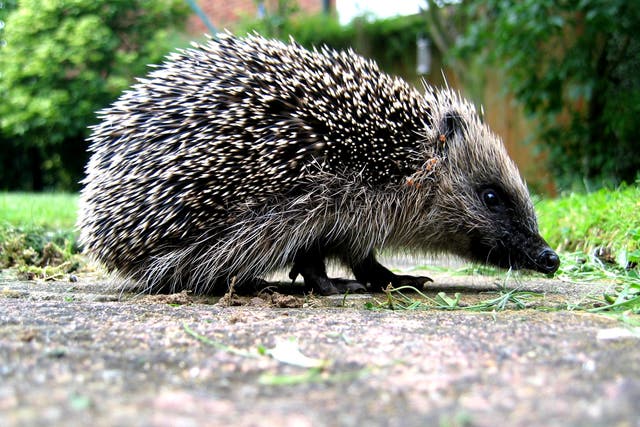 <p>The UK’s hedgehog population has decreased since the millennium</p>