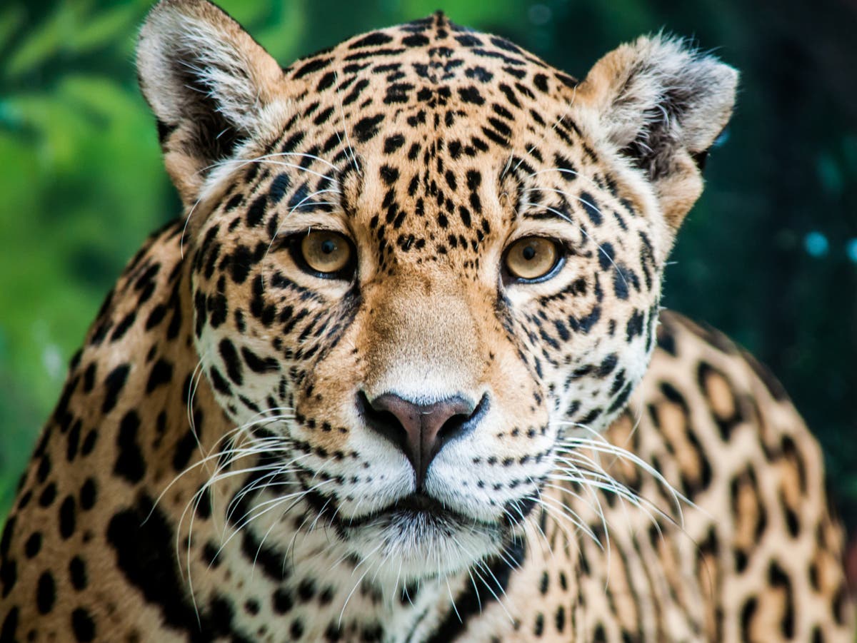 Declare ‘peak poultry’ to save jaguar and giant armadillos from extinction, experts tell ministers