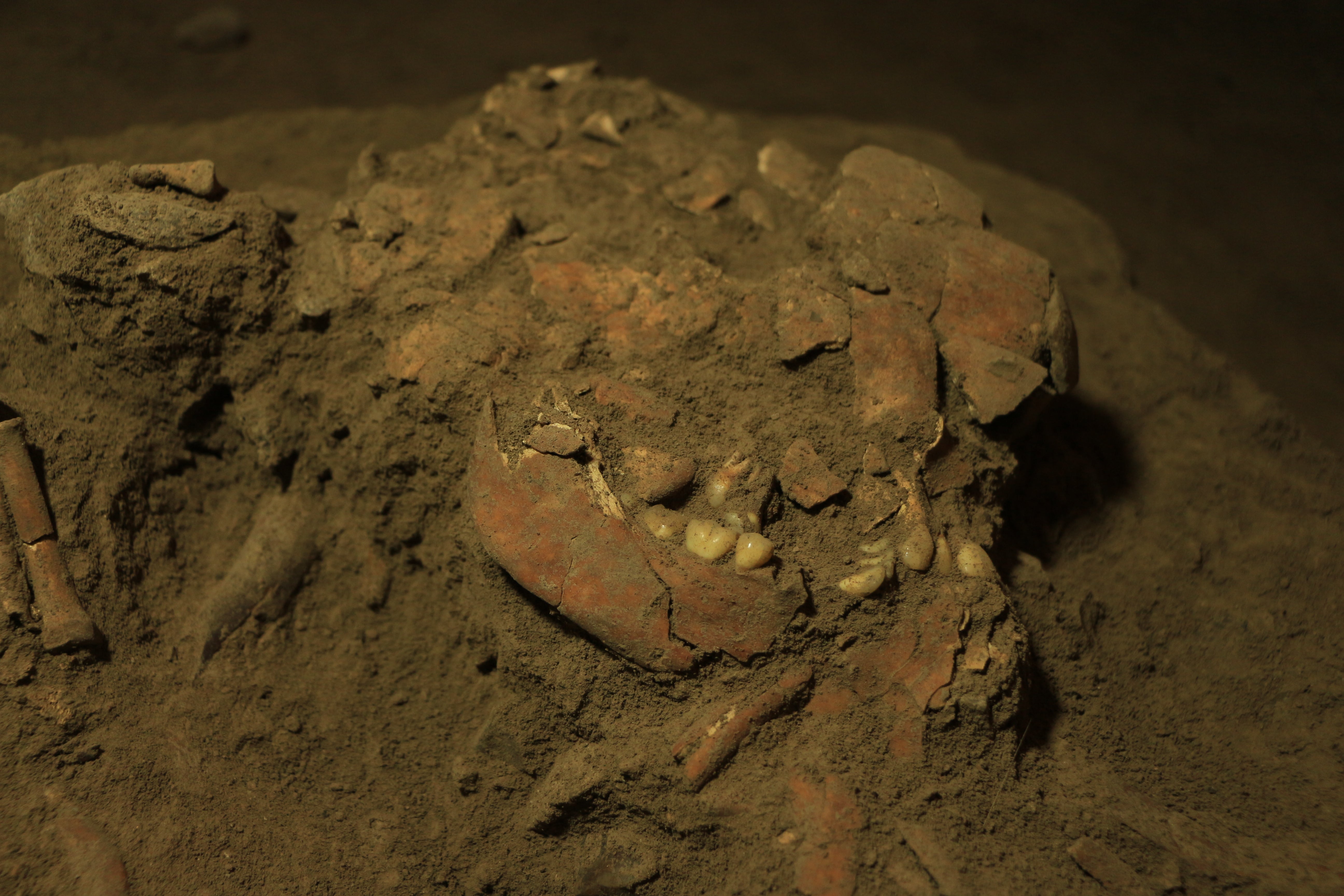 The jaw and teeth of ‘Besse’, an ancient woman, unearthed from Leang Panninge or ‘Bat Cave’