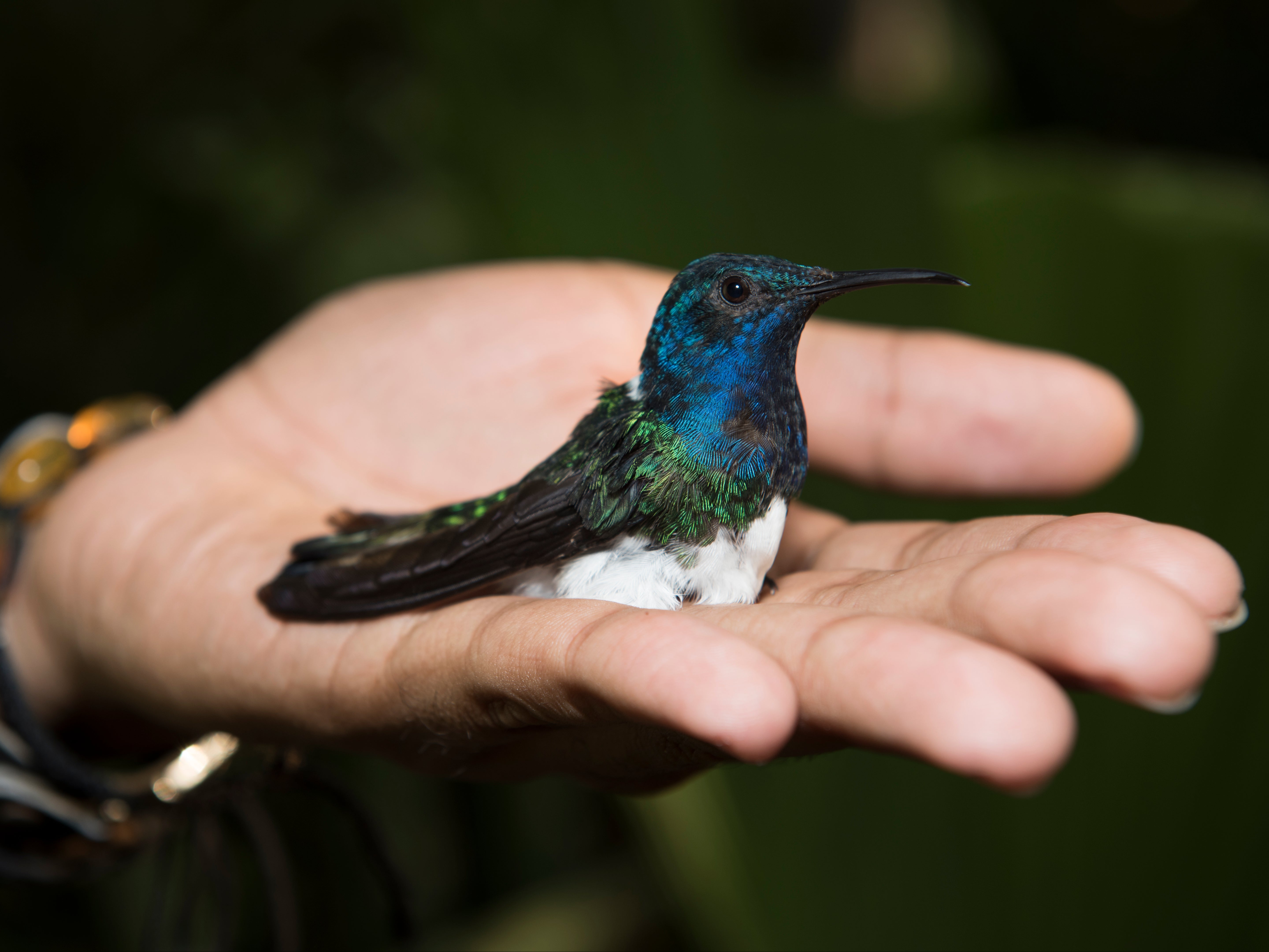 A female white-necked Jacobin hummingbird being released after capture and tagging
