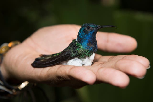 <p>A female white-necked Jacobin hummingbird being released after capture and tagging</p>
