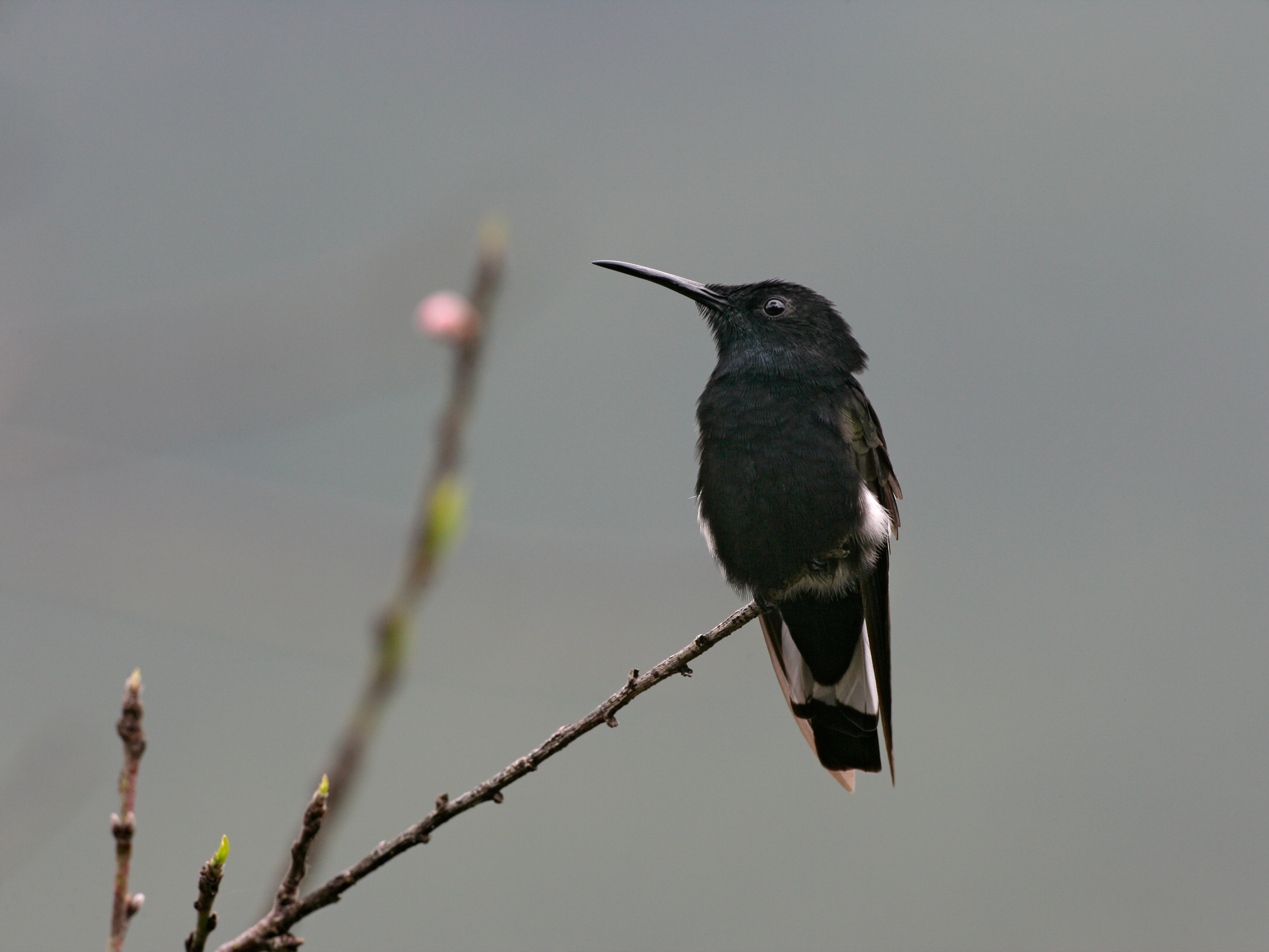 A black jacobin hummingbird in Brazil with less-flashy colours