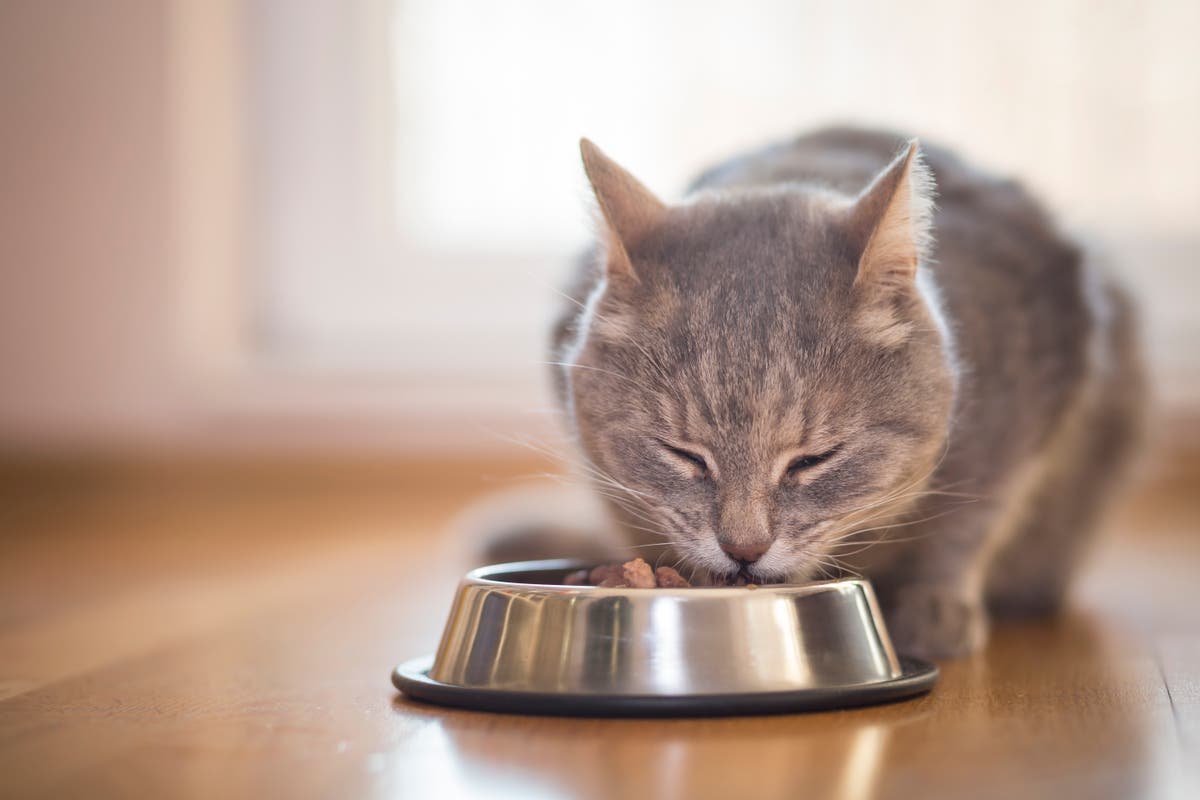 Cat deaths not linked to recalled food products, regulators believe