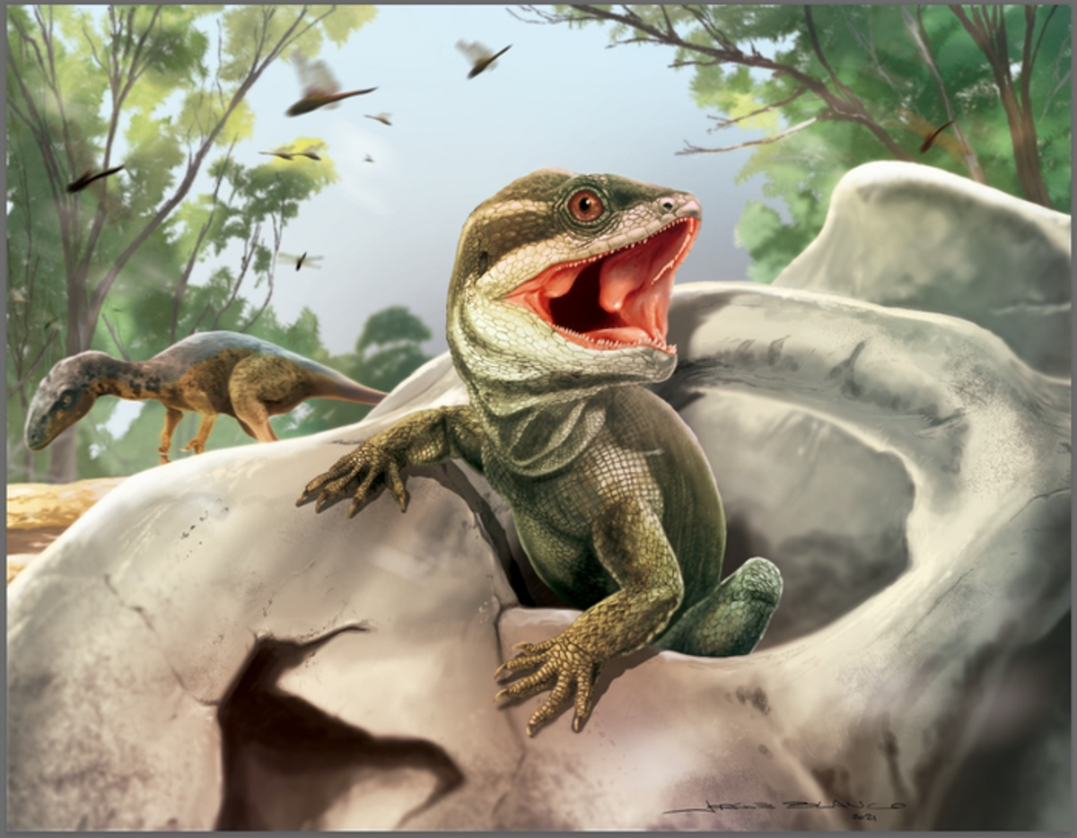 Scientists find fossil species that is ancient forerunner of most modern reptiles