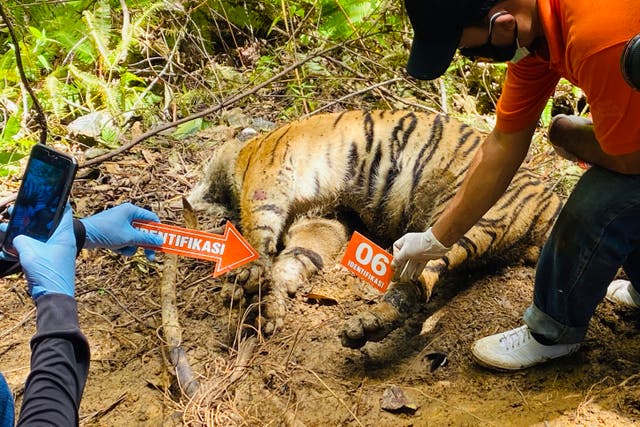 <p>Investigators examine the body of one of the three tigers found dead in a poacher’s trap </p>