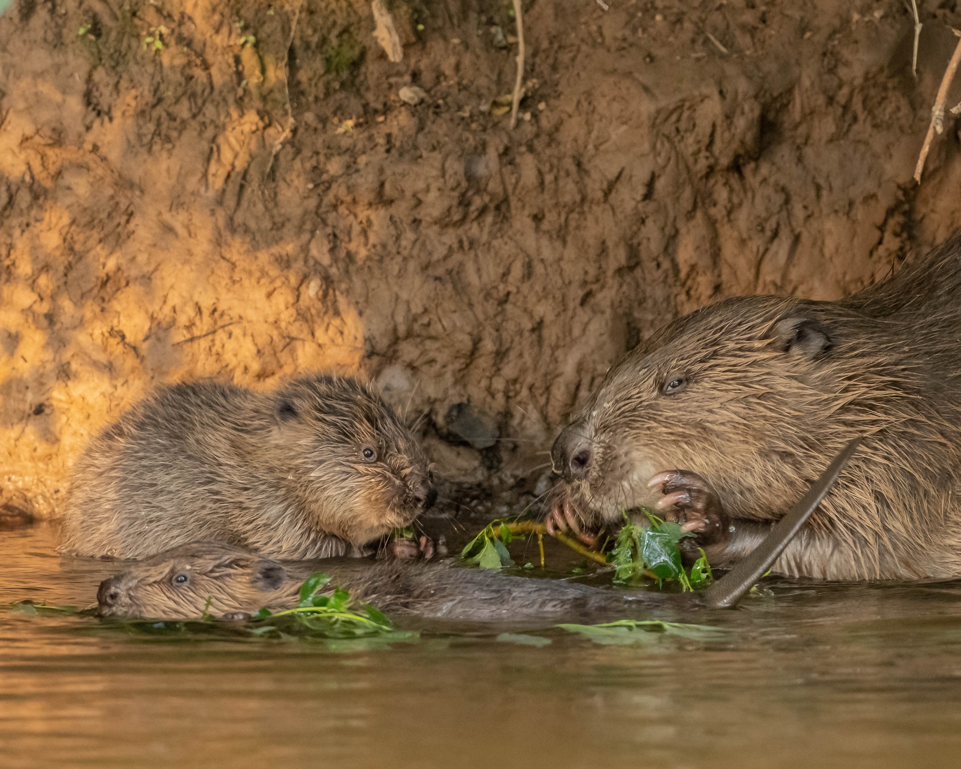 A mother beaver and her two kits together on the River Otter