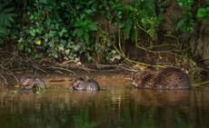 Living with beavers: How the wild creature finally returned to British rivers after 400 years