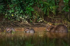 Living with beavers: How the wild creature finally returned to British rivers after 400 years